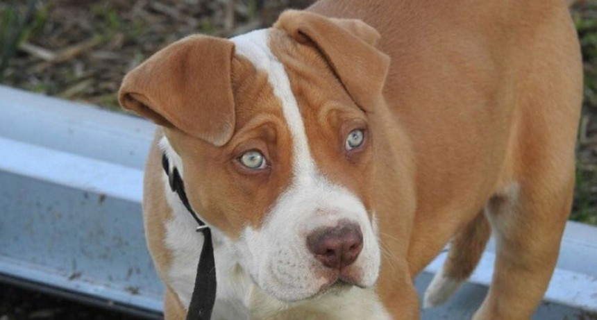 Santa Fe: un pitbull arranc&oacute; el dedo de una mujer que sali&oacute; a defender a su perro
