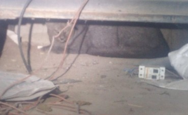 Recreo: encontraron un gato mont&eacute;s en el patio de su casa