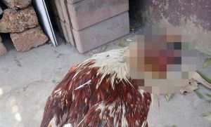 Conmoci&oacute;n por gallina que vive sin cabeza