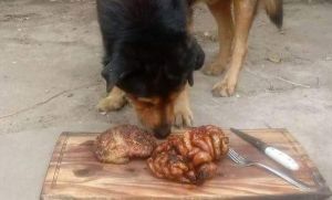 Su perro est&aacute; por morir y le regal&oacute; un asado de despedida