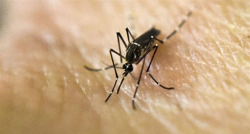 Confirmaron 186 casos de dengue en la ciudad de Santa Fe