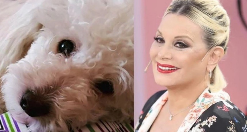 Carmen Barbieri, acusada de maltrato animal por cambiarle el look a su perro
