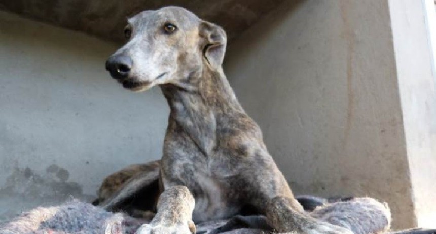 Consejos para cuidar a perros y gatos durante la cuarentena
