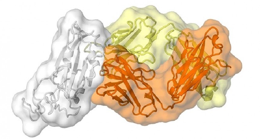 Un anticuerpo hallado en un sobreviviente de la epidemia del SARS revel&oacute; una vulnerabilidad en el nuevo coronavirus