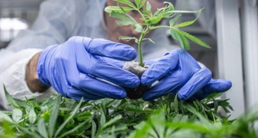 Santa Fe a un paso de consolidar su propia producci&oacute;n de aceite de cannabis