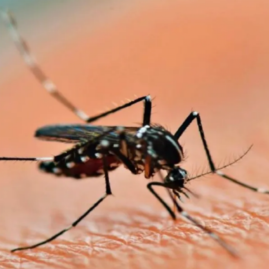 Dengue: c&oacute;mo evitar la proliferaci&oacute;n de mosquito aedes aegypti