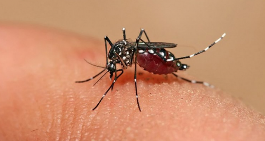 Cu&aacute;les son las principales recomendaciones para prevenir el dengue