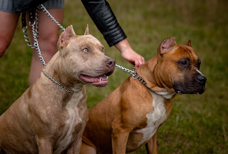Inici&oacute; el chipeo de perros potencialmente peligrosos: c&oacute;mo funciona el Programa Huellas