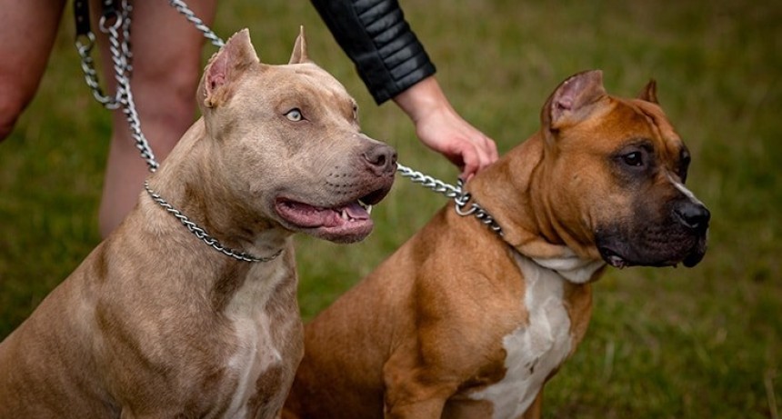 Inici&oacute; el chipeo de perros potencialmente peligrosos: c&oacute;mo funciona el Programa Huellas