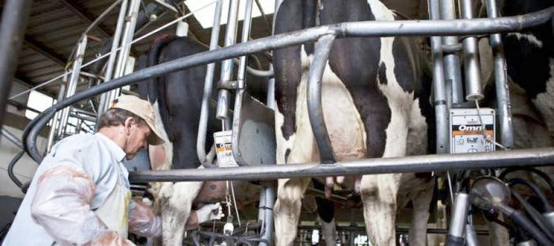 El Senado declaró la emergencia para la industria láctea 