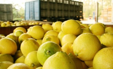 Estados Unidos permite la importaci&oacute;n de limones argentinos