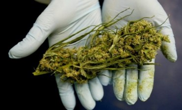Cannabis medicinal: marchar&aacute;n por el autocultivo