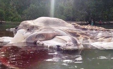 Cient&iacute;ficos desconcertados por el hallazgo del cad&aacute;ver gigante de una criatura desconocida