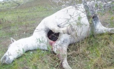 Misterio por la aparici&oacute;n de animales muertos con extra&ntilde;as heridas