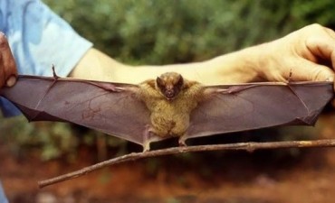 El Senasa resolvi&oacute; el misterio del "chupacabra" que mat&oacute; a decenas de animales en C&oacute;rdoba