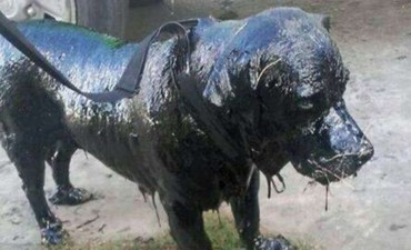 La emotiva historia de "Petro", el perro cubierto de brea 