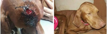 Rafaela: golpe&oacute; a su perro con una maza y ahora deber&aacute; donar 3 mil pesos