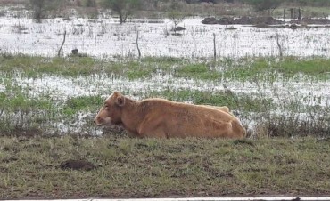 En Corrientes, hay 50 mil animales muertos por las lluvias