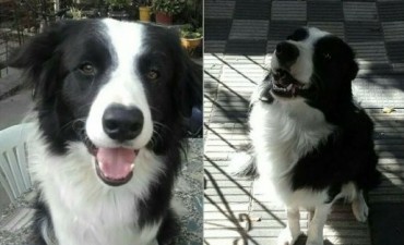 Buscan a Teo, el perro que se preparaba para ser rescatista junto a los bomberos 