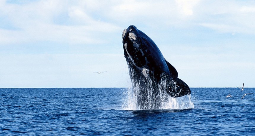 Divisaron las primeras ballenas de la temporada en cercan&iacute;as de Puerto Madryn