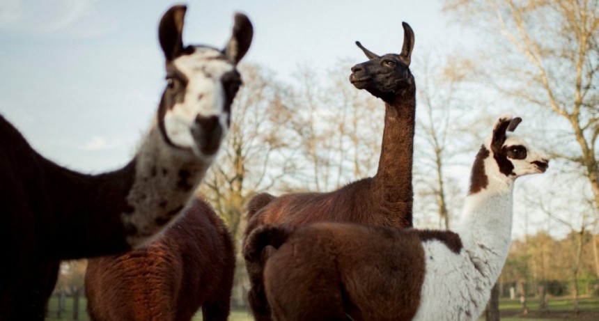 Las llamas podr&iacute;an salvar al mundo del Coronavirus