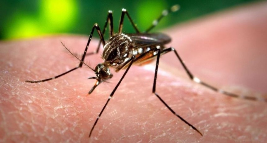 Por el fr&iacute;o, baj&oacute; la cantidad de casos de dengue en la provincia