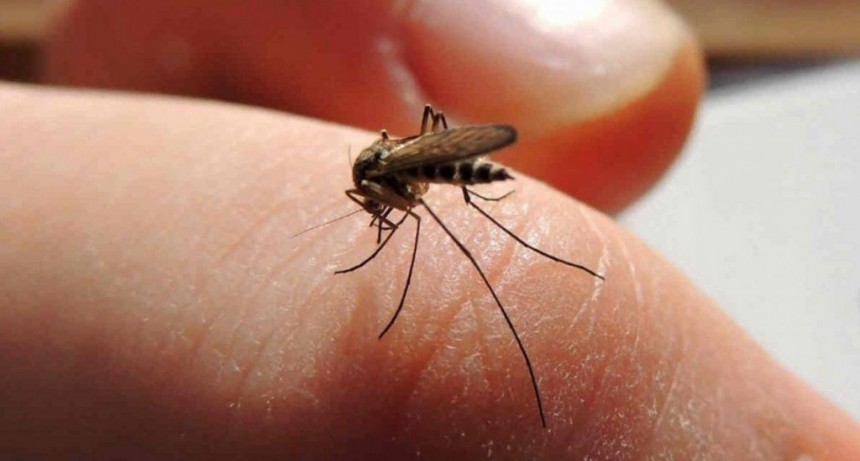 M&aacute;s de 32 mil casos de dengue en nueve meses