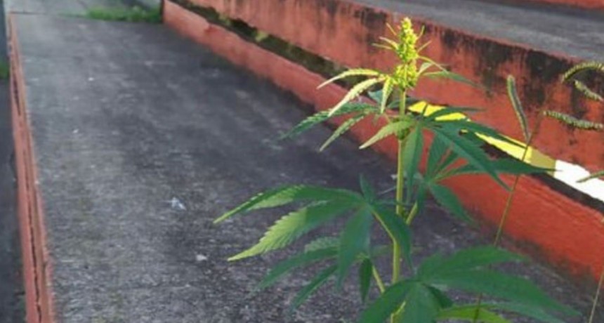 Por falta de gente, creci&oacute; una planta de marihuana en una tribuna