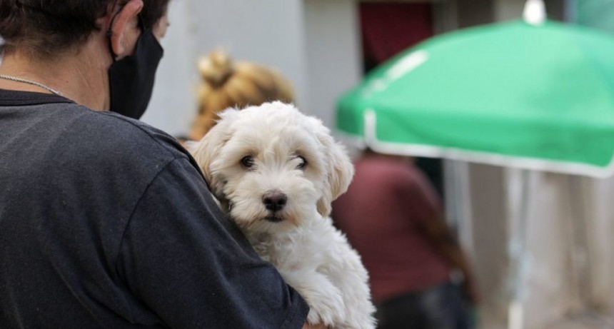 La Municipalidad contin&uacute;a con la campa&ntilde;a de castraci&oacute;n de animales