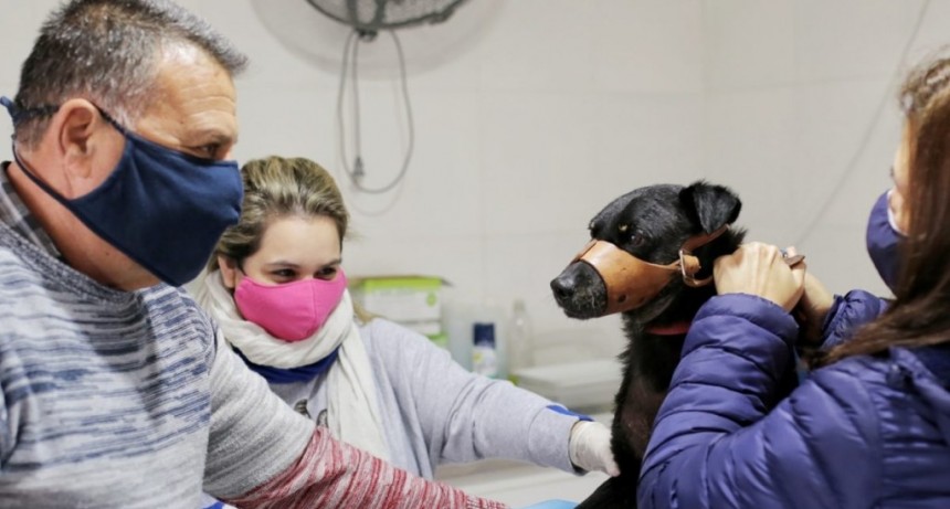 La Municipalidad contin&uacute;a con la campa&ntilde;a de castraci&oacute;n de animales