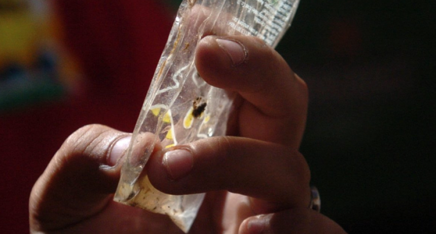 Detectaron mosquitos transmisores del dengue en 26 barrios de Santa Fe
