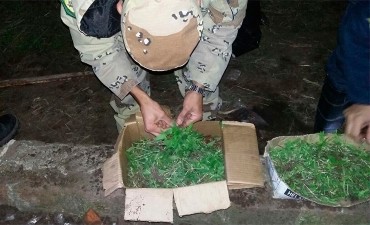 Incautaron m&aacute;s de 3000 plantines de cannabis en Entre R&iacute;os