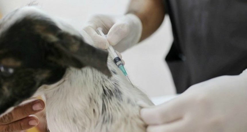 El IMUSA realiza castraci&oacute;n y vacunaci&oacute;n de animales en Las Flores y Chalet