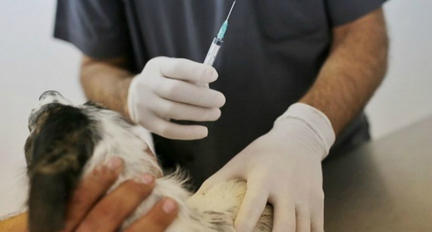 En 6 meses, el IMUSA realiz&oacute; 8.000 intervenciones gratuitas a perros y gatos