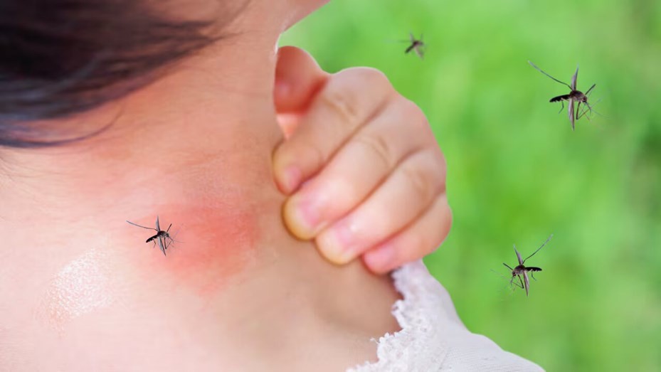 Se enciende el alerta por un virus que se contagia por la picadura de mosquito