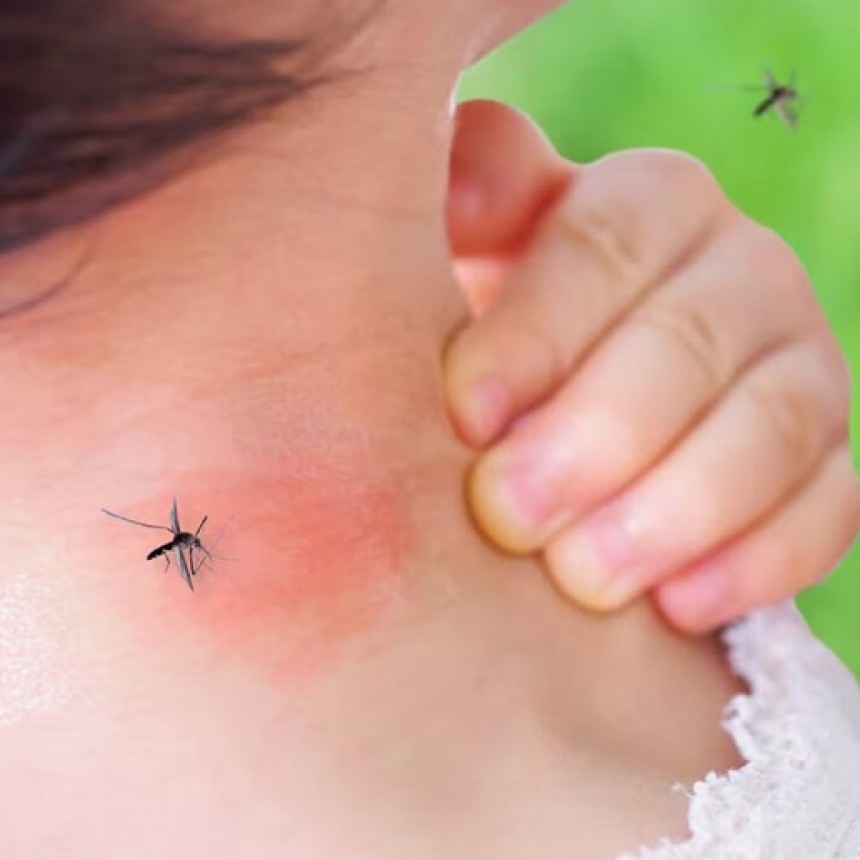 Se enciende el alerta por un virus que se contagia por la picadura de mosquito