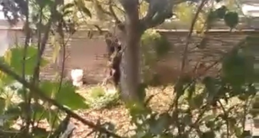 Un hombre fue arrestado en Rosario por ahorcar a un perro