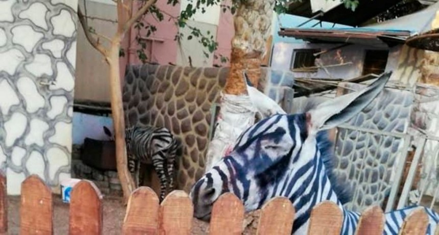 Pintaron rayas a unos burros para que parezcan cebras 