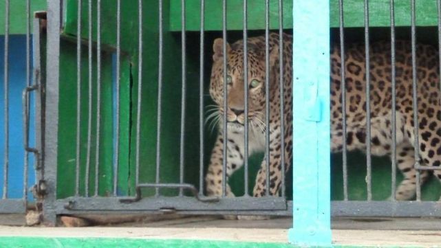 Animales?&nbsp;agonizan y gritan de dolor en zool&oacute;gico de Rusia?&nbsp;
