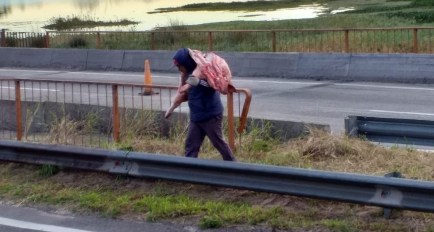 Trasladaba cerdos, se le desfond&oacute; el cami&oacute;n y aprovecharon para saquearlo
