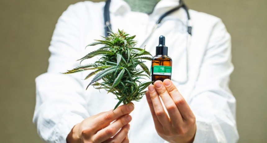 Debatir&aacute;n en el Concejo un proyecto para regular el cannabis medicinal en la ciudad