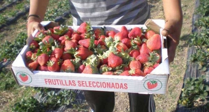 Coronda extrema las medidas tras el segundo caso y ante la cosecha de frutilla