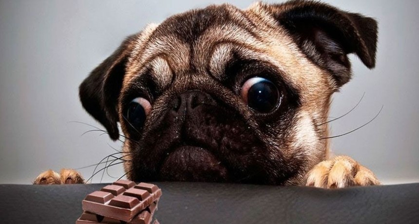 Los 10 alimentos prohibidos para los perros