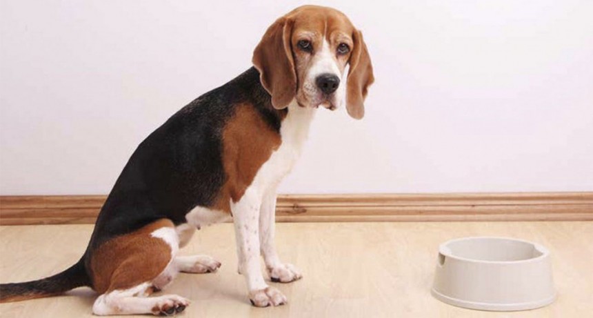 Los perros pueden distinguir cuando los humanos les mienten