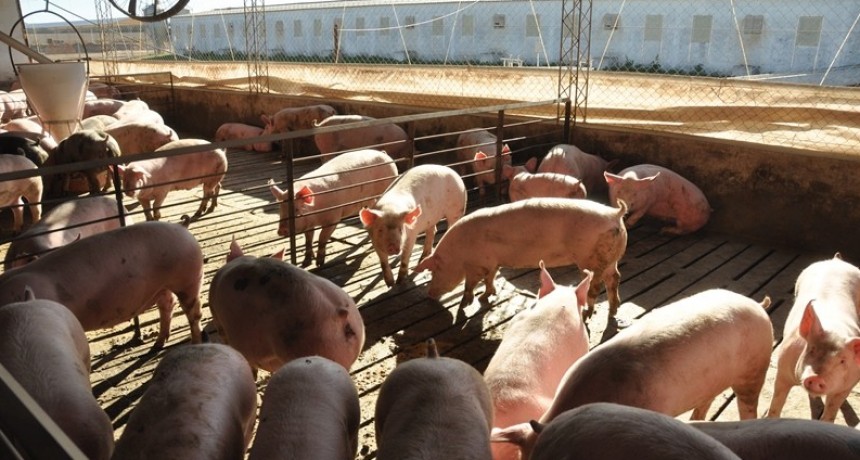 Crecen los casos de triquinosis en Santa Fe