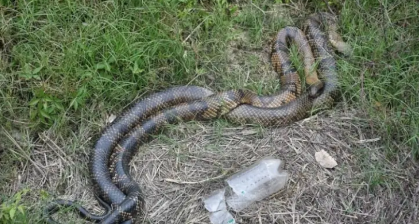 Alerta en la Costanera por dos v&iacute;boras de gran tama&ntilde;o entre los pastizales