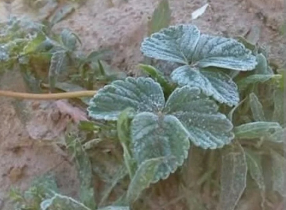 Otra arista del fr&iacute;o: productores frutihort&iacute;colas sufren p&eacute;rdidas