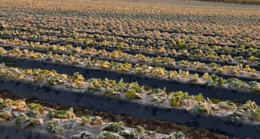 El fr&iacute;o extremo ya impacta en el precio de verduras y algunas frutas: "Las de hojas verdes se quemaron por las heladas"