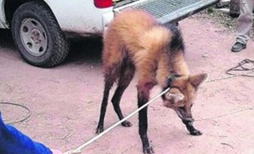 Rescatan un ejemplar de una especie en extinci&oacute;n en la provincia de Santa Fe