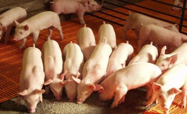 Rechazo a importaci&oacute;n de cerdo por parte de la Federaci&oacute;n Agraria